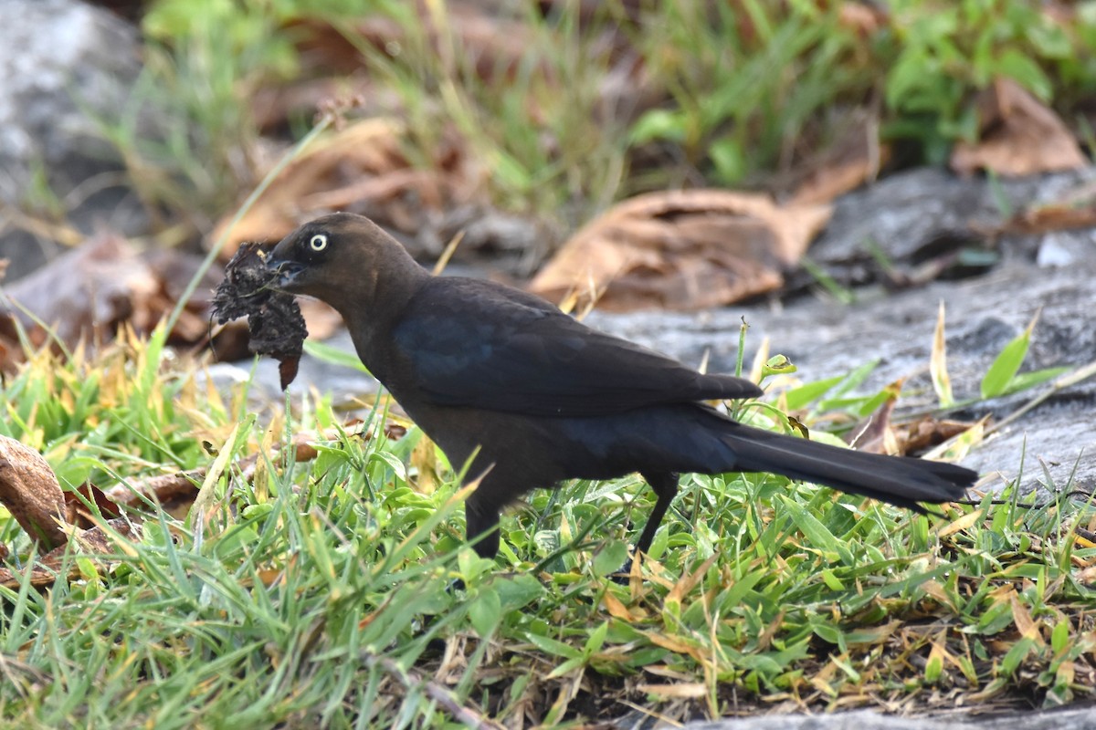 Great-tailed Grackle - ML315564771