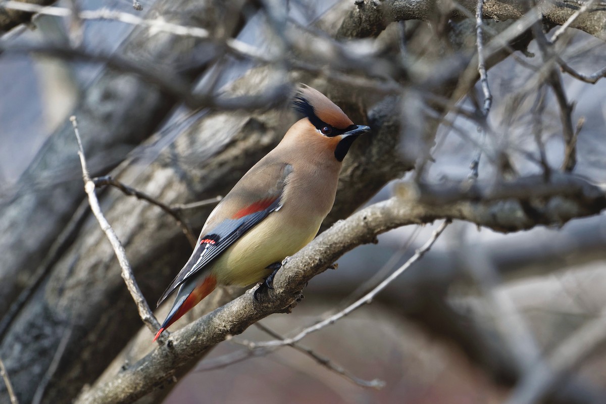 Japanese Waxwing - ML315568141