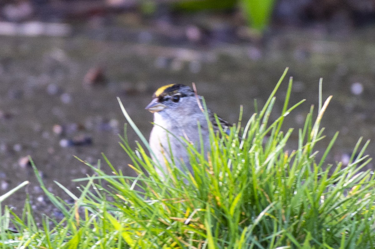 Golden-crowned Sparrow - ML315573871