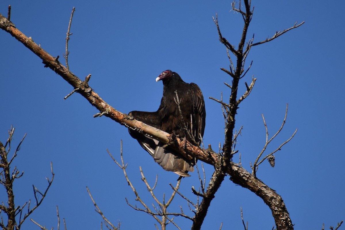 Turkey Vulture - ML315579821