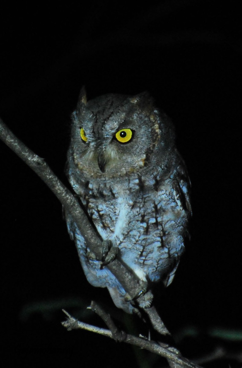 Oriental Scops-Owl - Gaja mohanraj