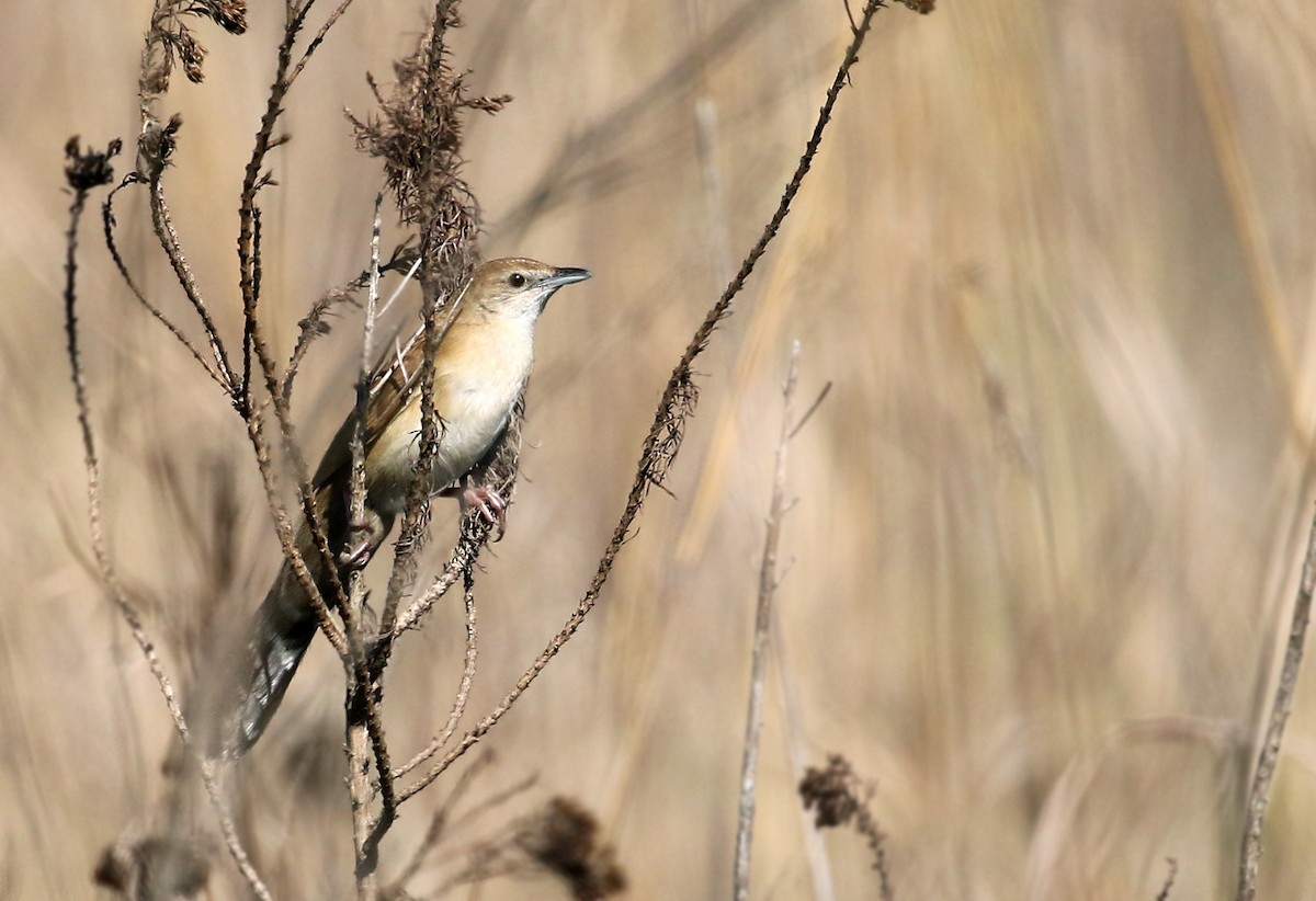 Fan-tailed Grassbird - Andrew Spencer