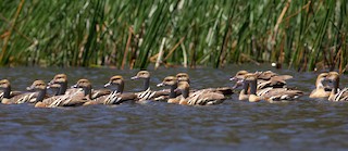 Plumed Whistling-Duck, ML315589321