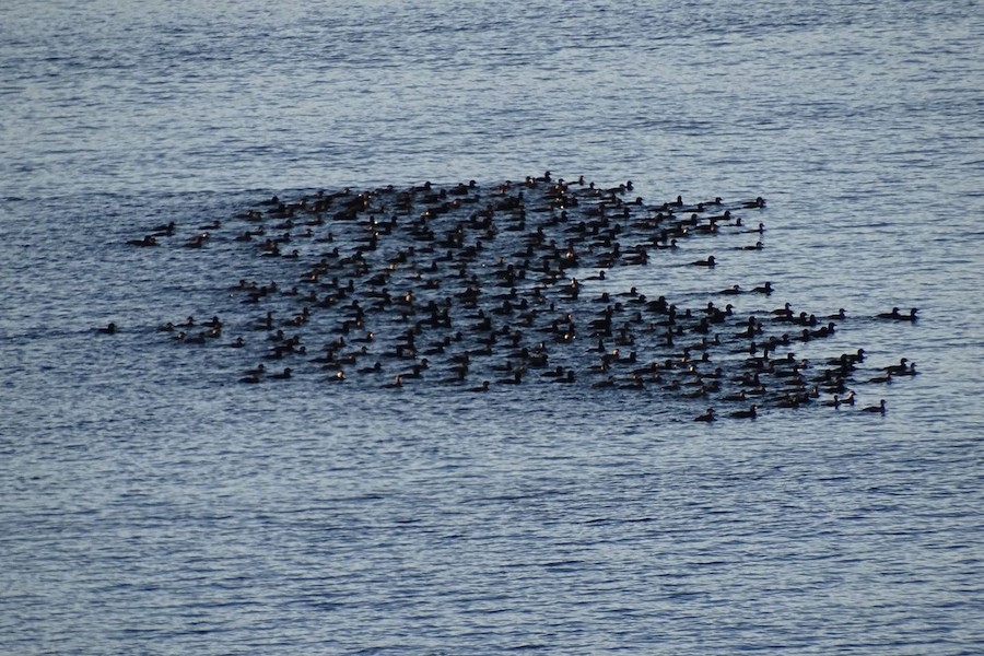 scoter sp. - eBird