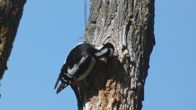 Great Spotted Woodpecker - ML315604791