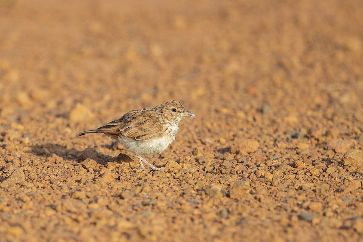 Fawn-colored Lark (Fawn-colored) - ML315604951