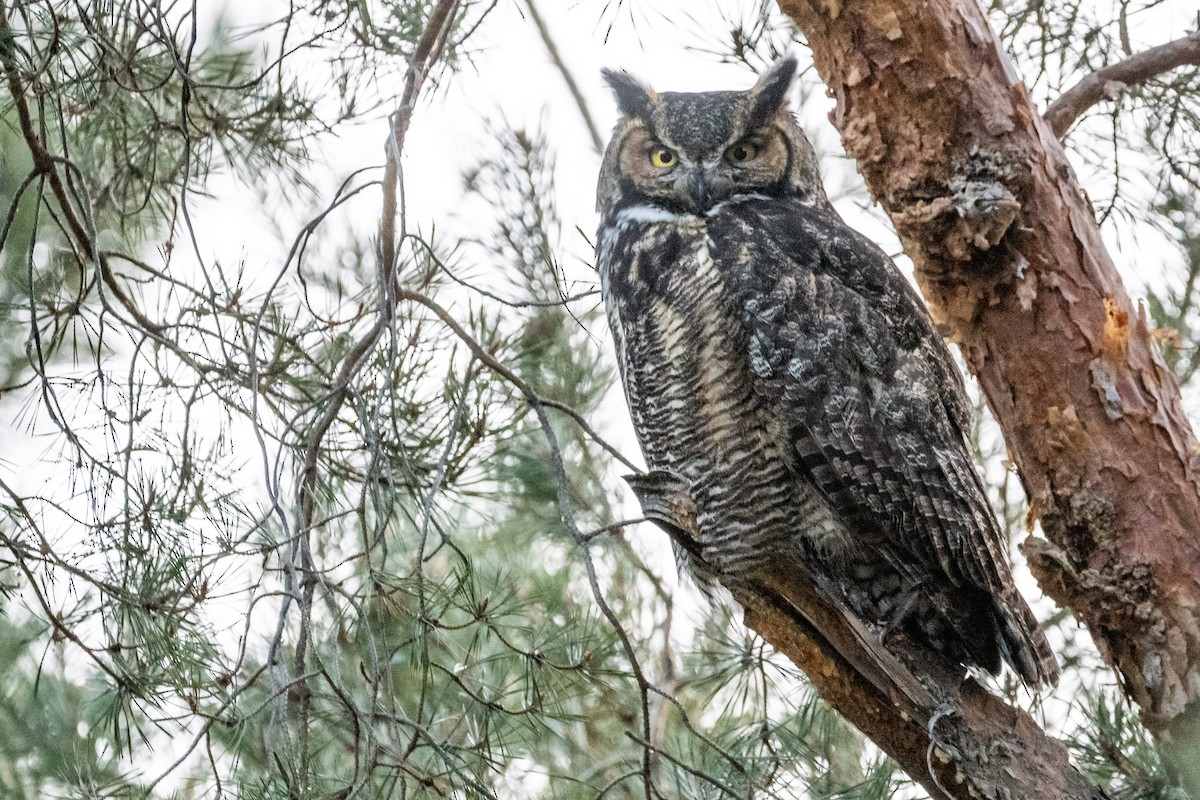 Great Horned Owl - ML315605291