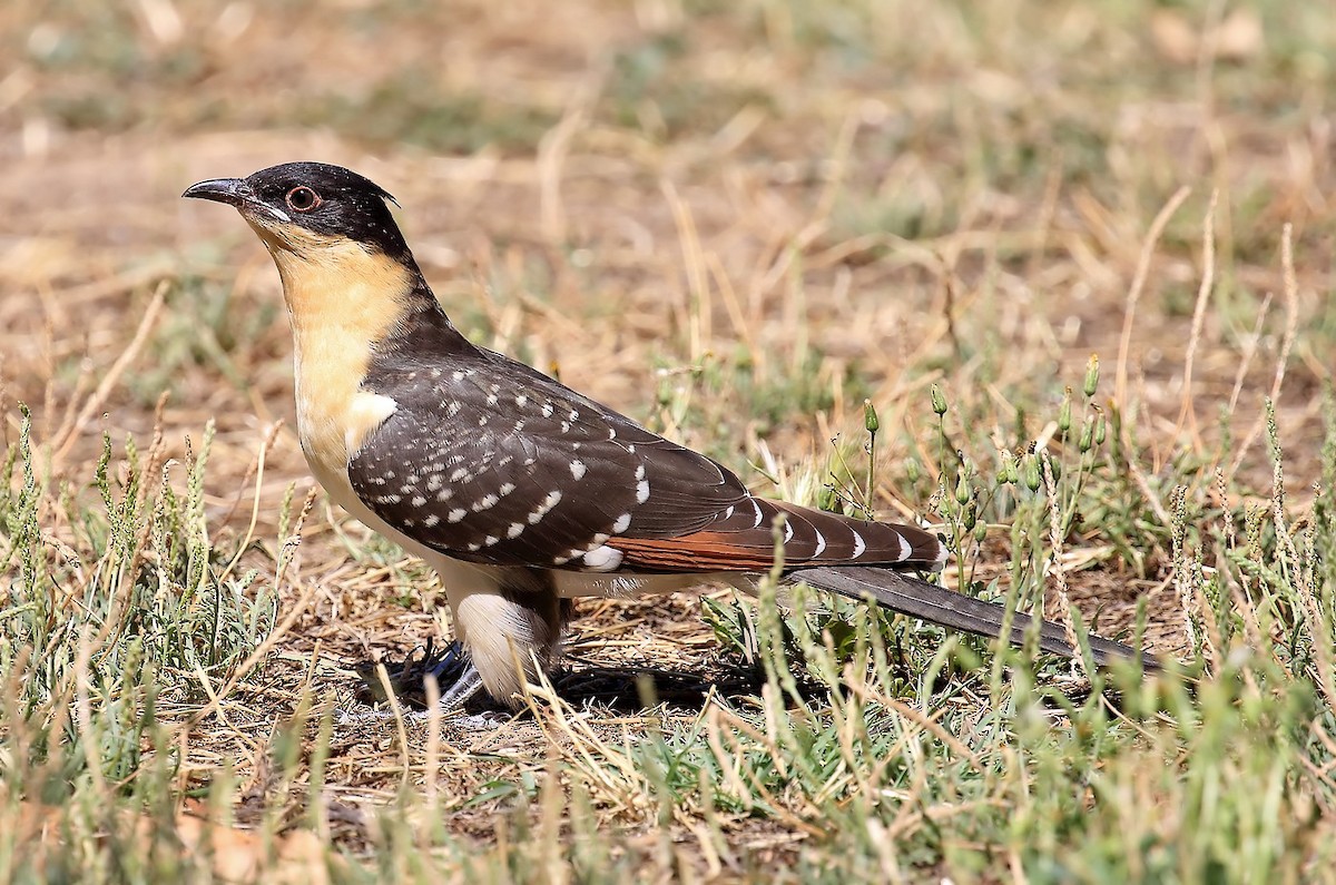 Great Spotted Cuckoo - ML315609351