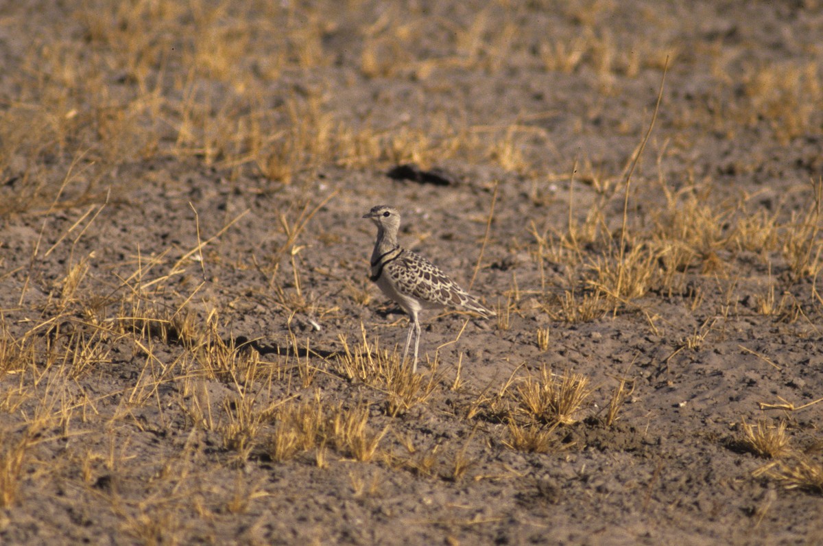 Double-banded Courser - ML315611291