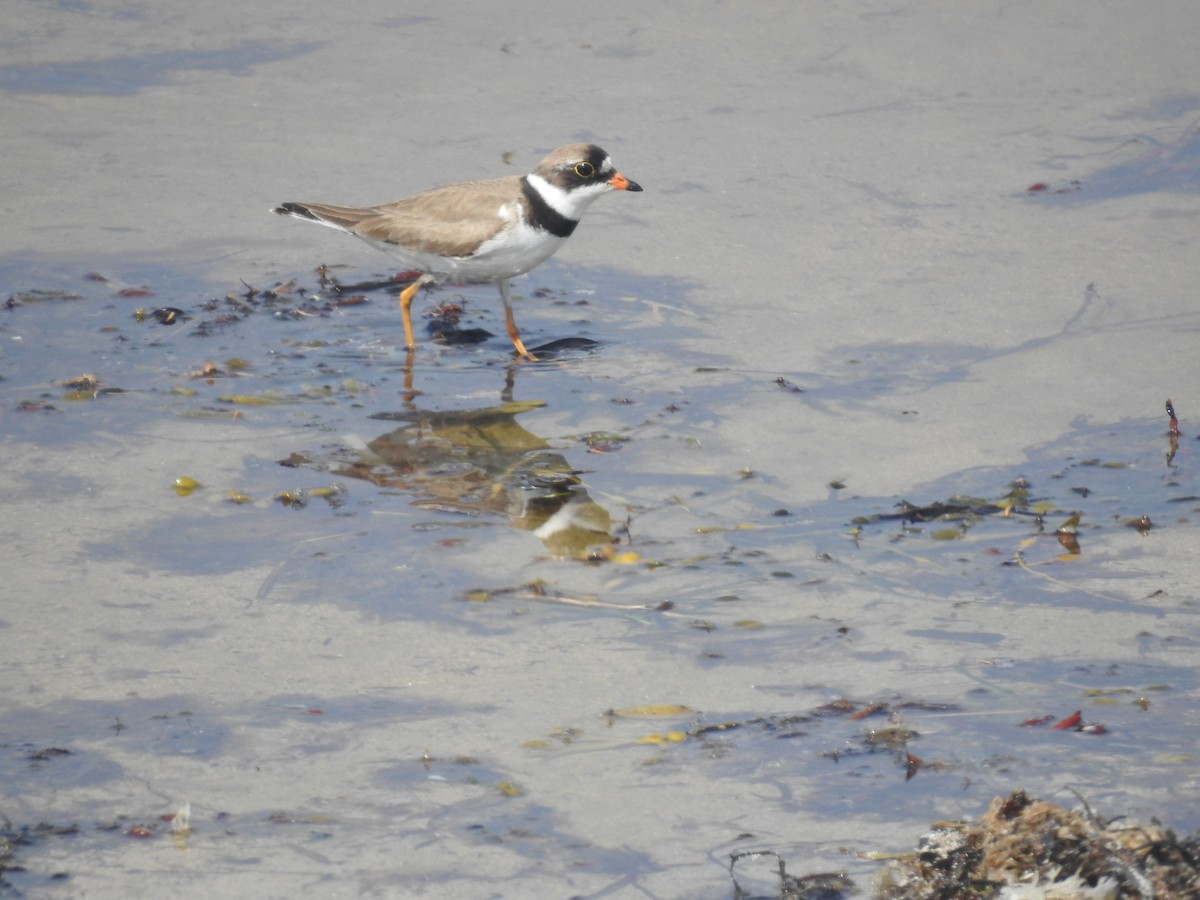 Semipalmated Plover - ML31561151
