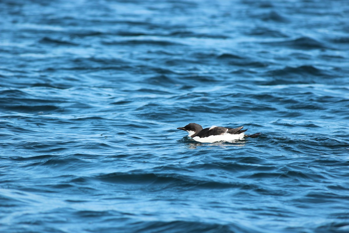 Thick-billed Murre - ML315616541