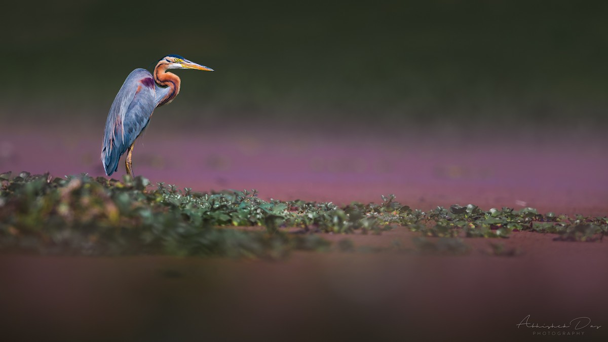 Purple Heron - Abhishek Das