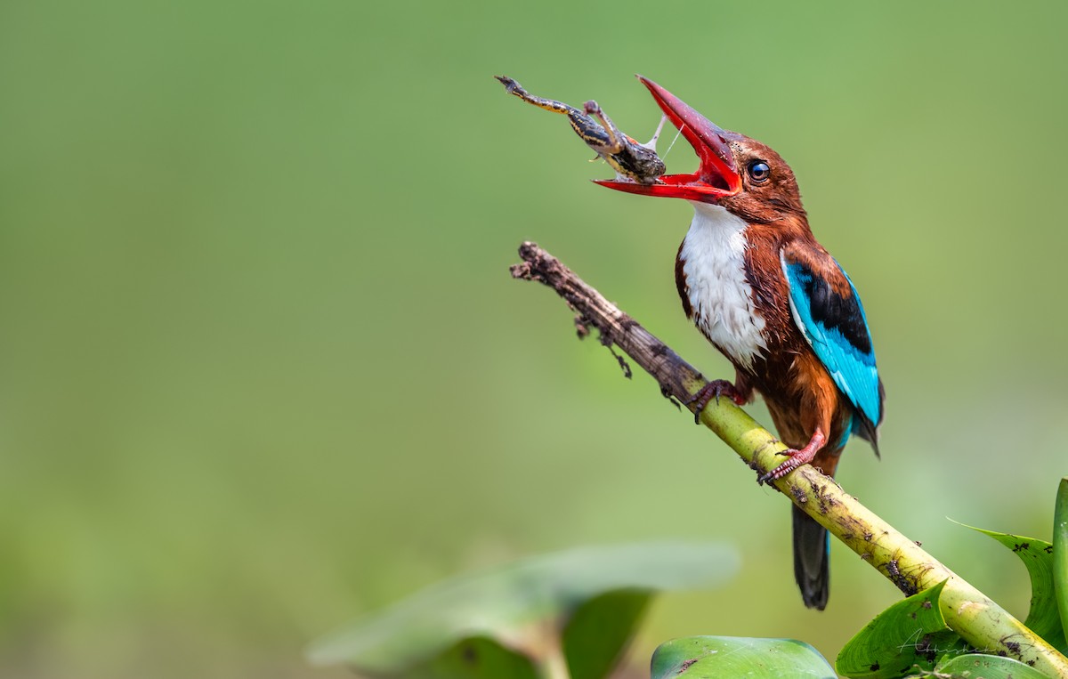 White-throated Kingfisher - Abhishek Das
