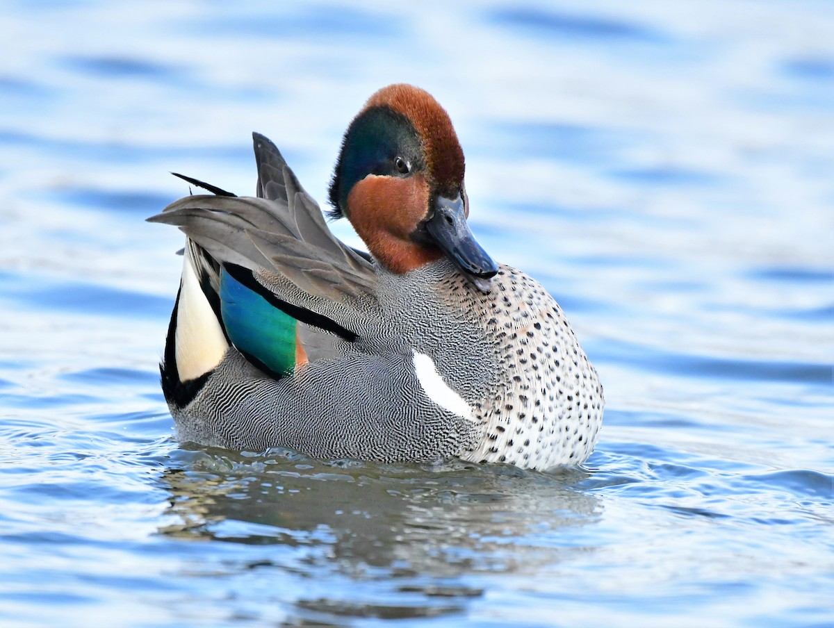 Green-winged Teal - ML315618881