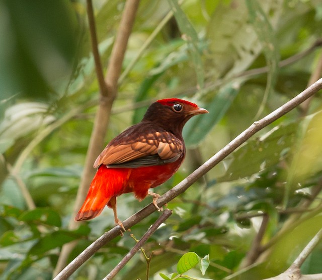 Ml501 Guianan Red Cotinga Macaulay Library