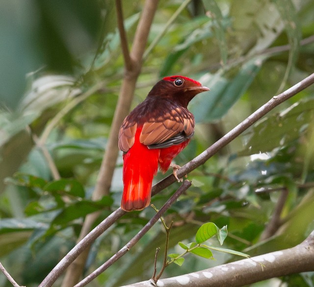 Ml501 Guianan Red Cotinga Macaulay Library