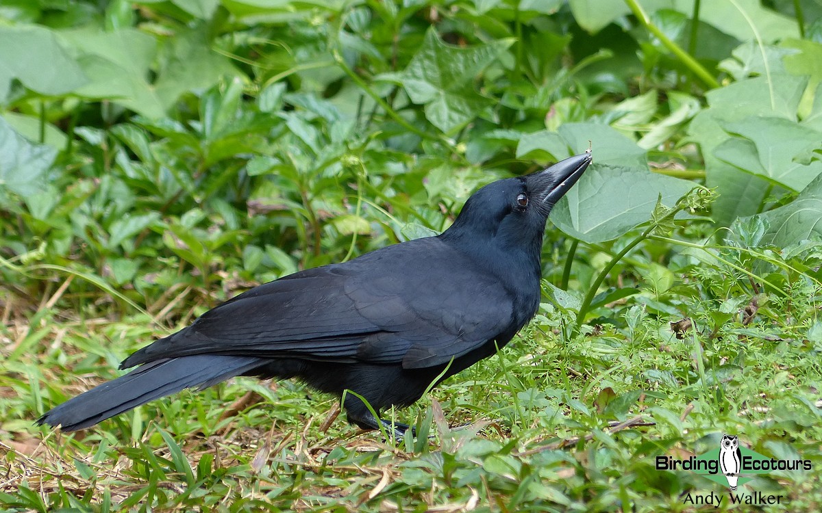 New Caledonian Crow - ML315620981