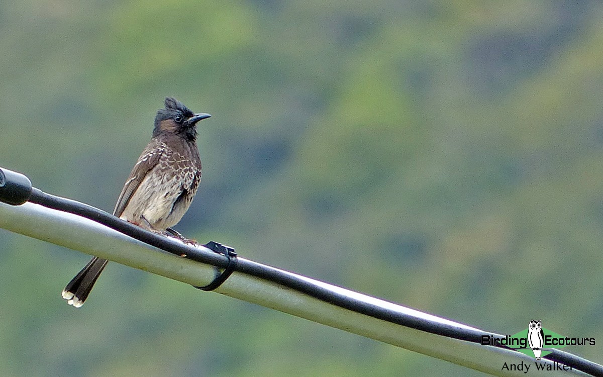 Red-vented Bulbul - Andy Walker - Birding Ecotours