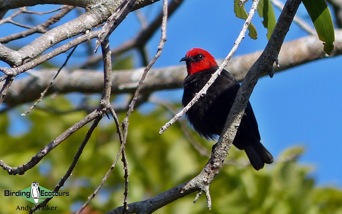 Cardinal Myzomela - Andy Walker - Birding Ecotours