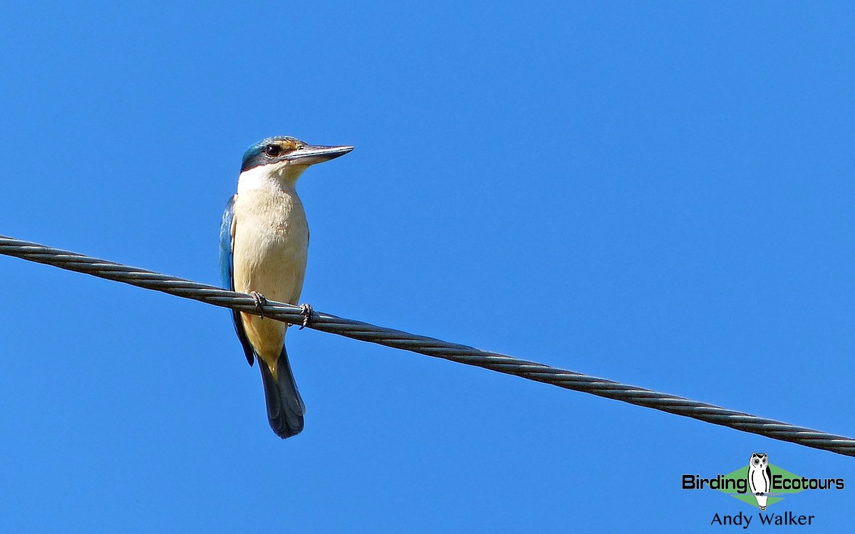 Sacred Kingfisher - Andy Walker - Birding Ecotours