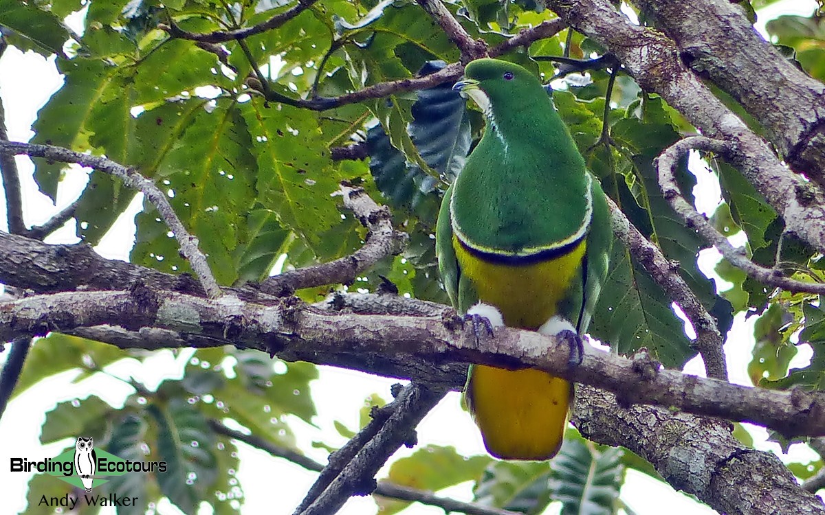 Cloven-feathered Dove - ML315624121