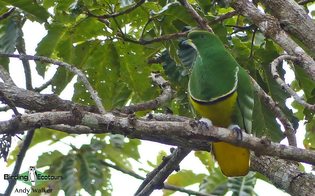 Cloven-feathered Dove - ML315624131