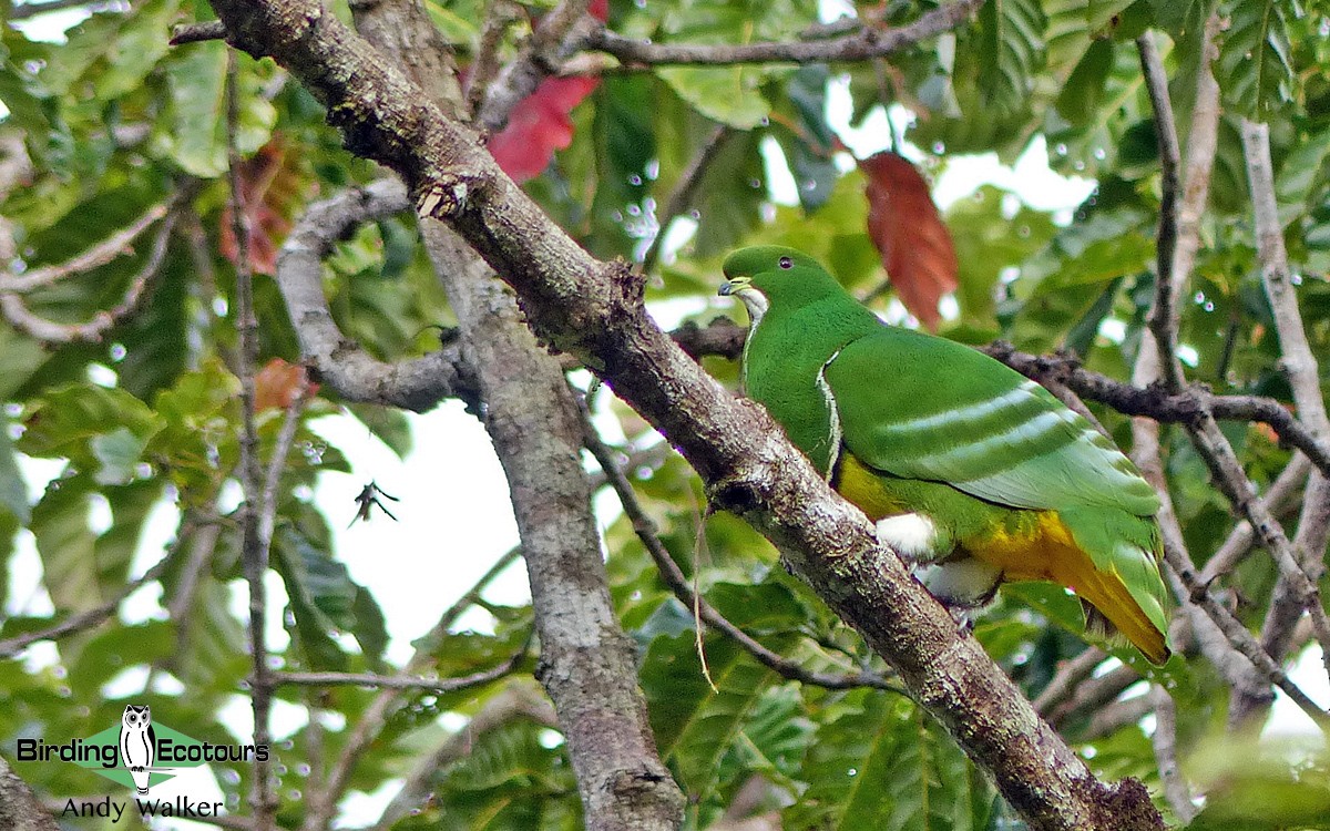 Cloven-feathered Dove - Andy Walker - Birding Ecotours