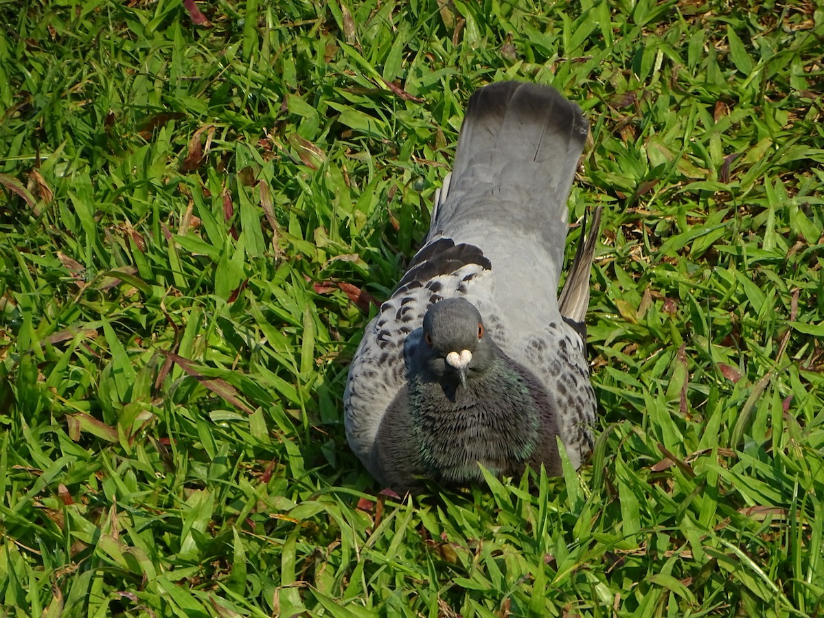 Rock Pigeon (Feral Pigeon) - Chao-Ju Su