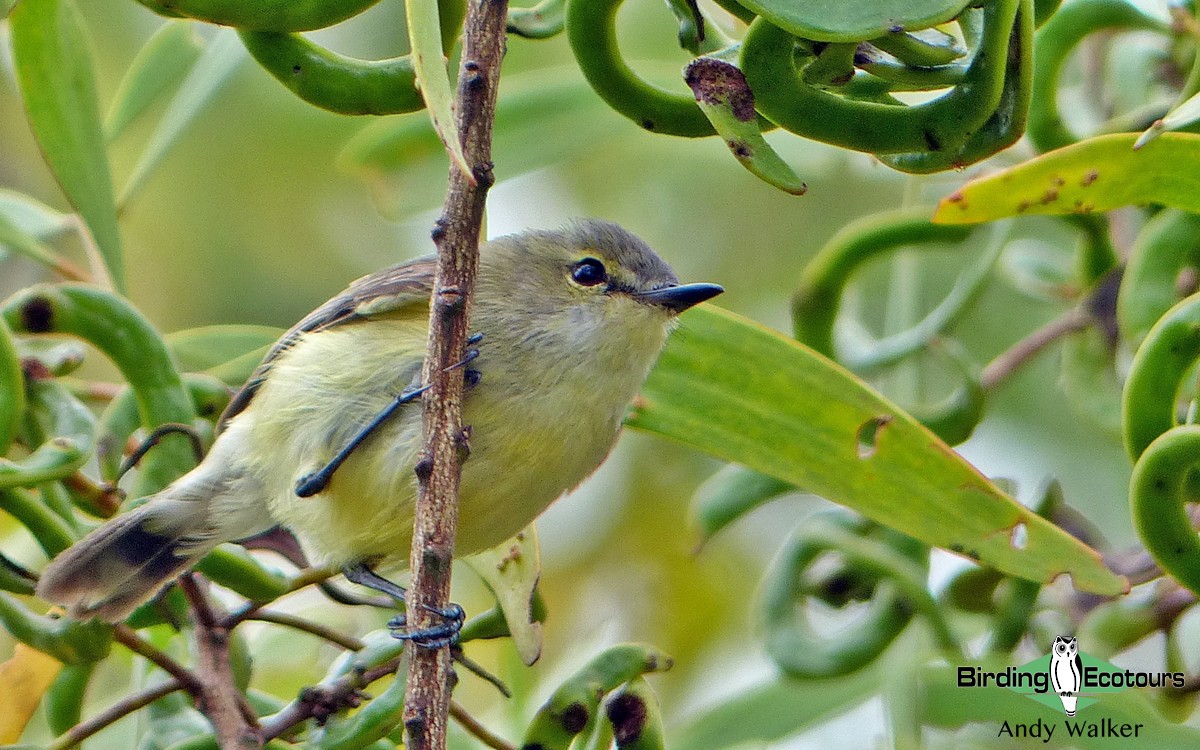 Fan-tailed Gerygone - Andy Walker - Birding Ecotours