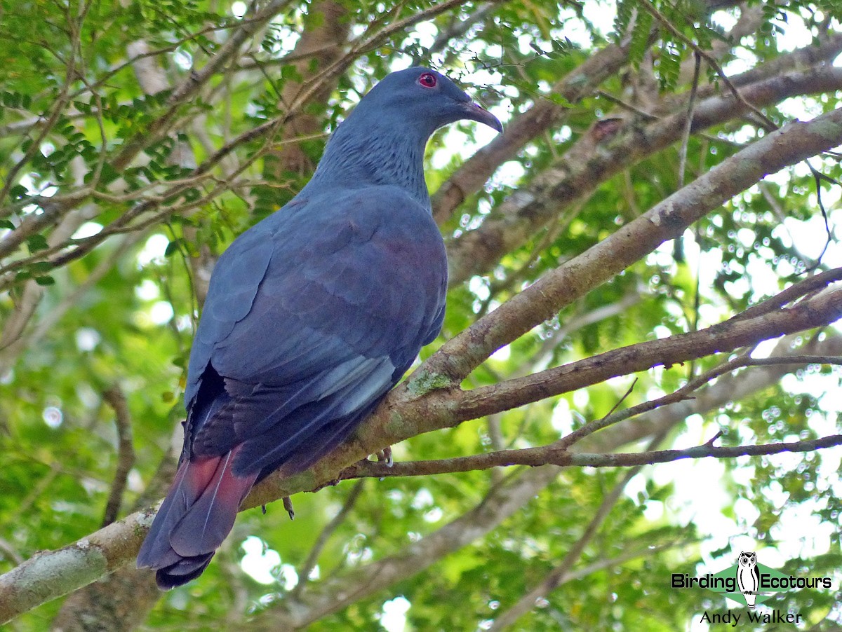 New Caledonian Imperial-Pigeon - ML315626851