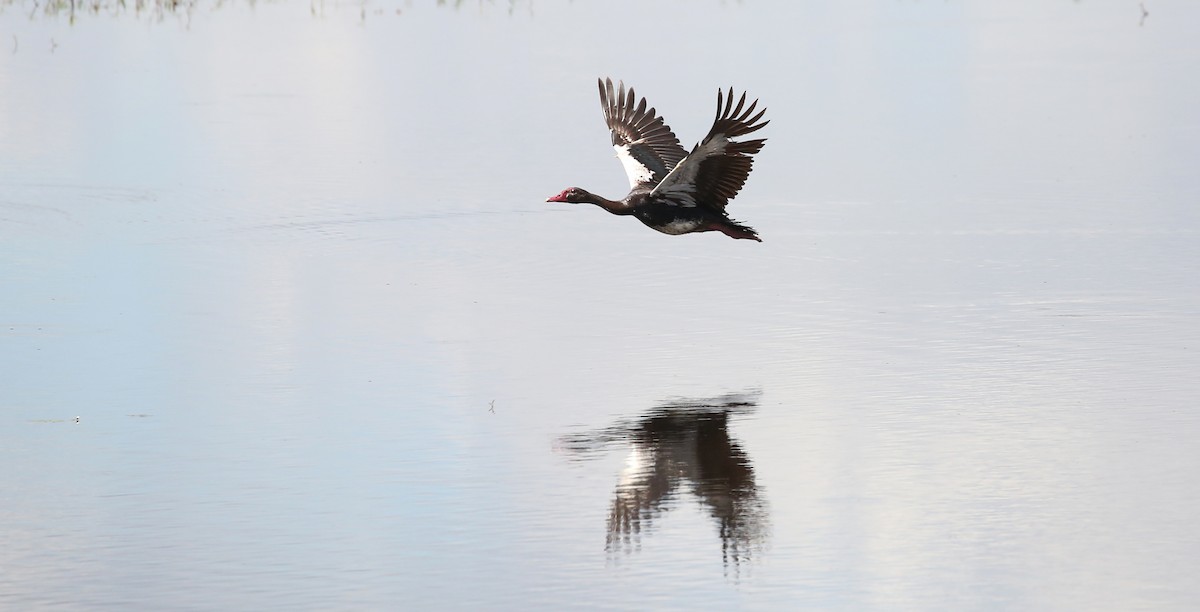 Spur-winged Goose - ML315628381