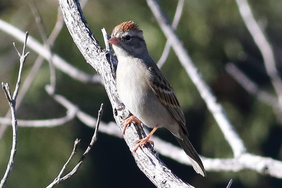 Chipping Sparrow - Mark L. Hoffman