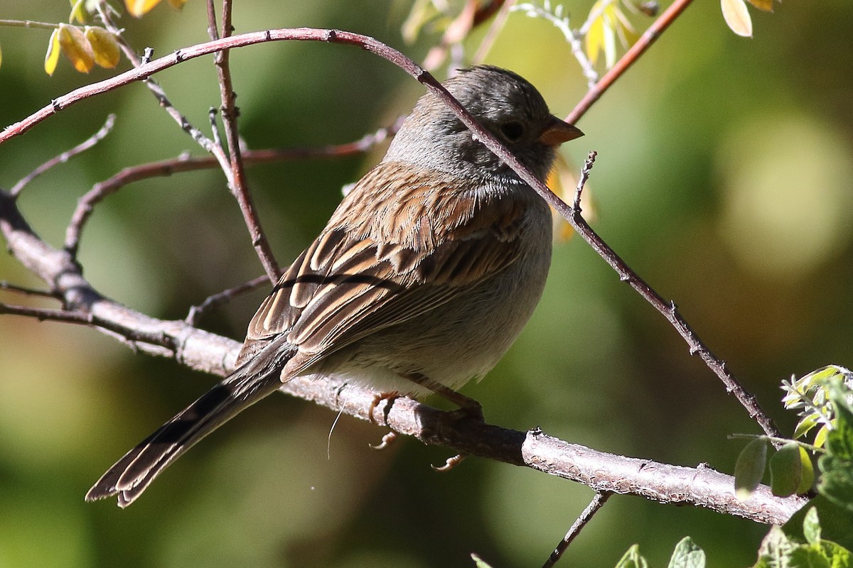 Black-chinned Sparrow - Mark L. Hoffman