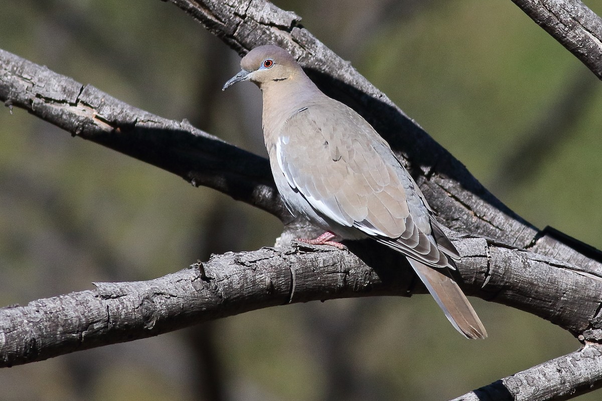 White-winged Dove - Mark L. Hoffman