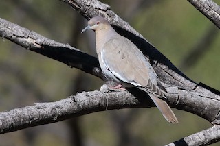White-winged Dove, ML315631251