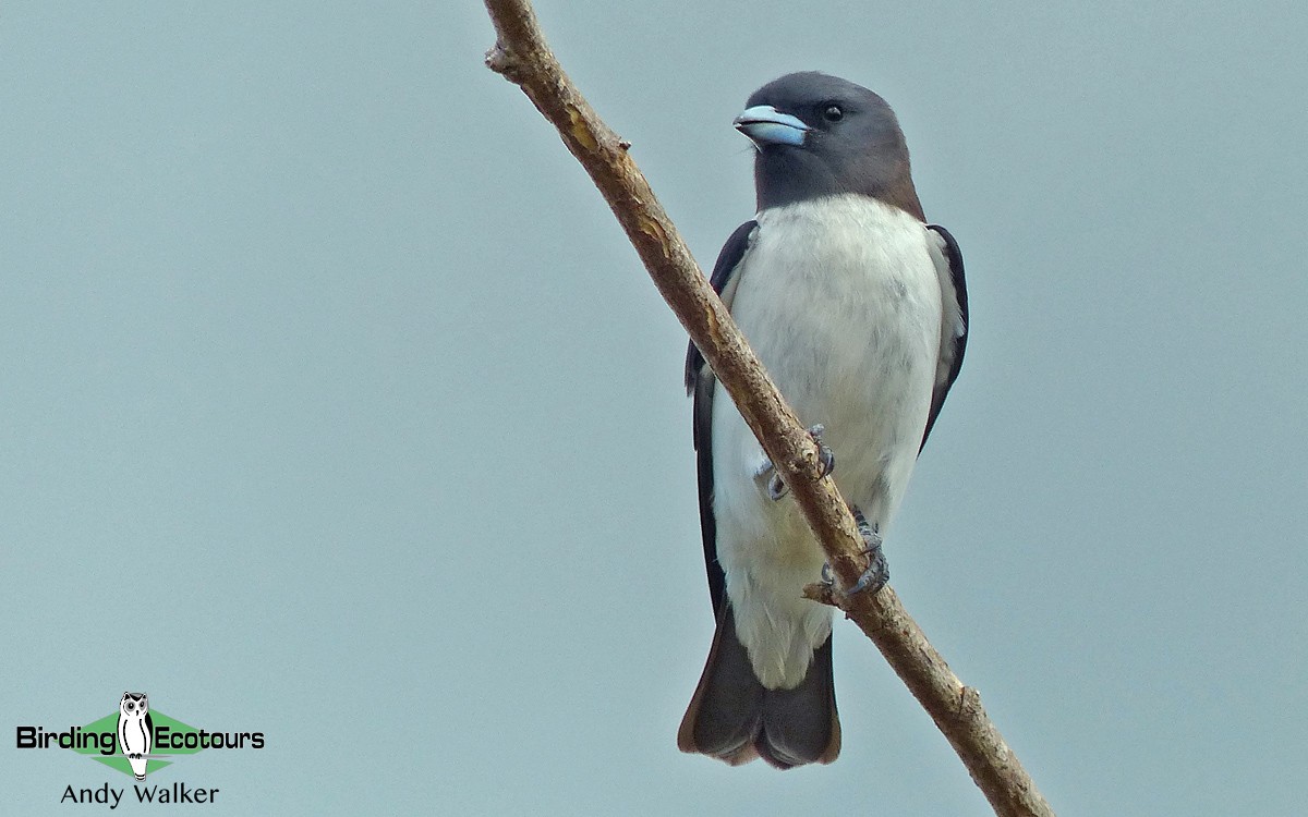 White-breasted Woodswallow - ML315631451