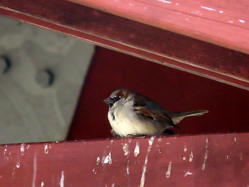 House Sparrow - Tracy The Birder