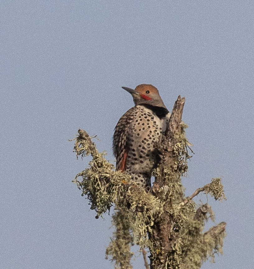 Northern Flicker (Red-shafted) - ML315644381
