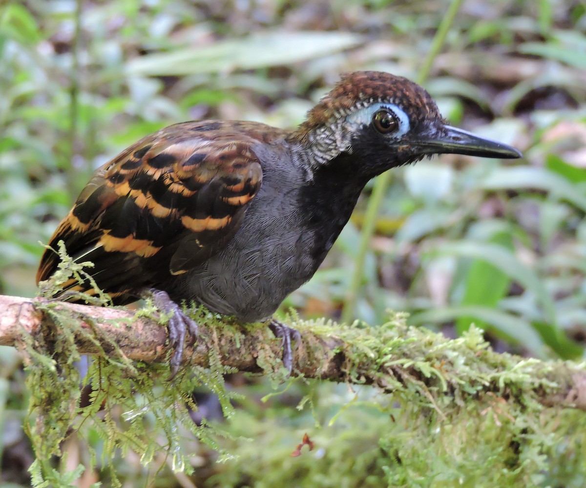 Wing-banded Antbird - Georges Duriaux