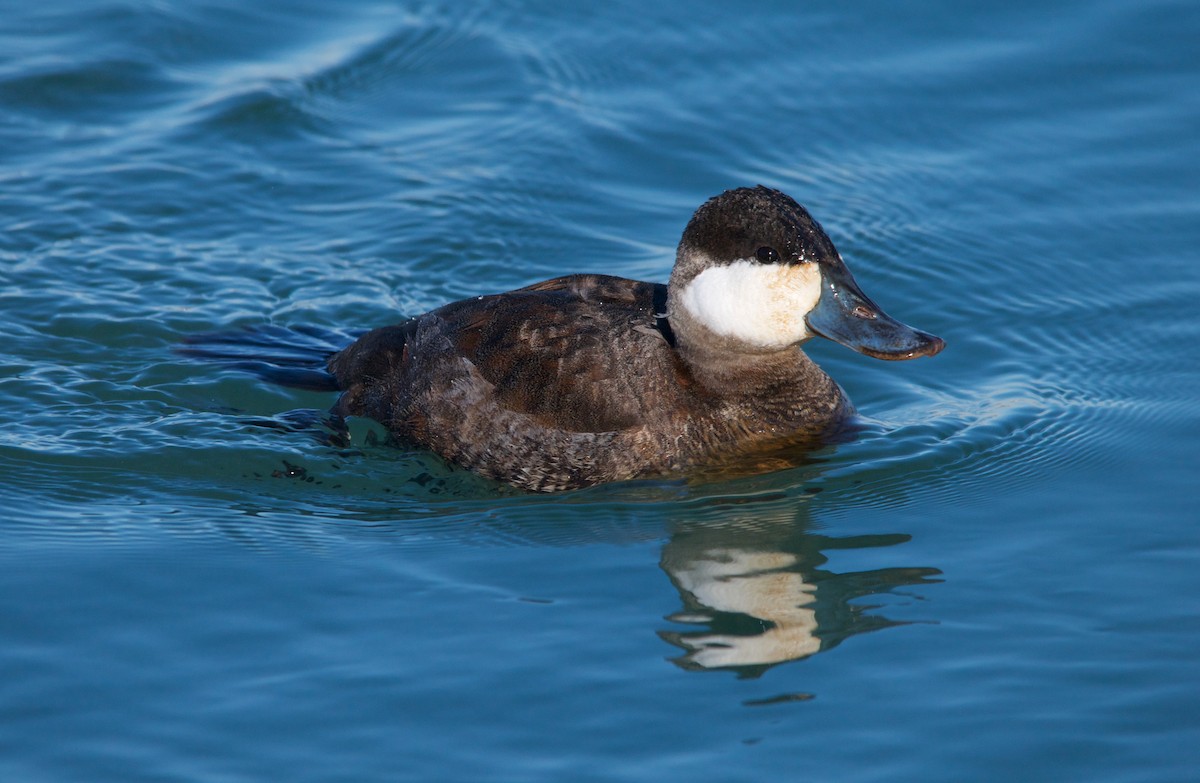 Ruddy Duck - Anthony Coughlin