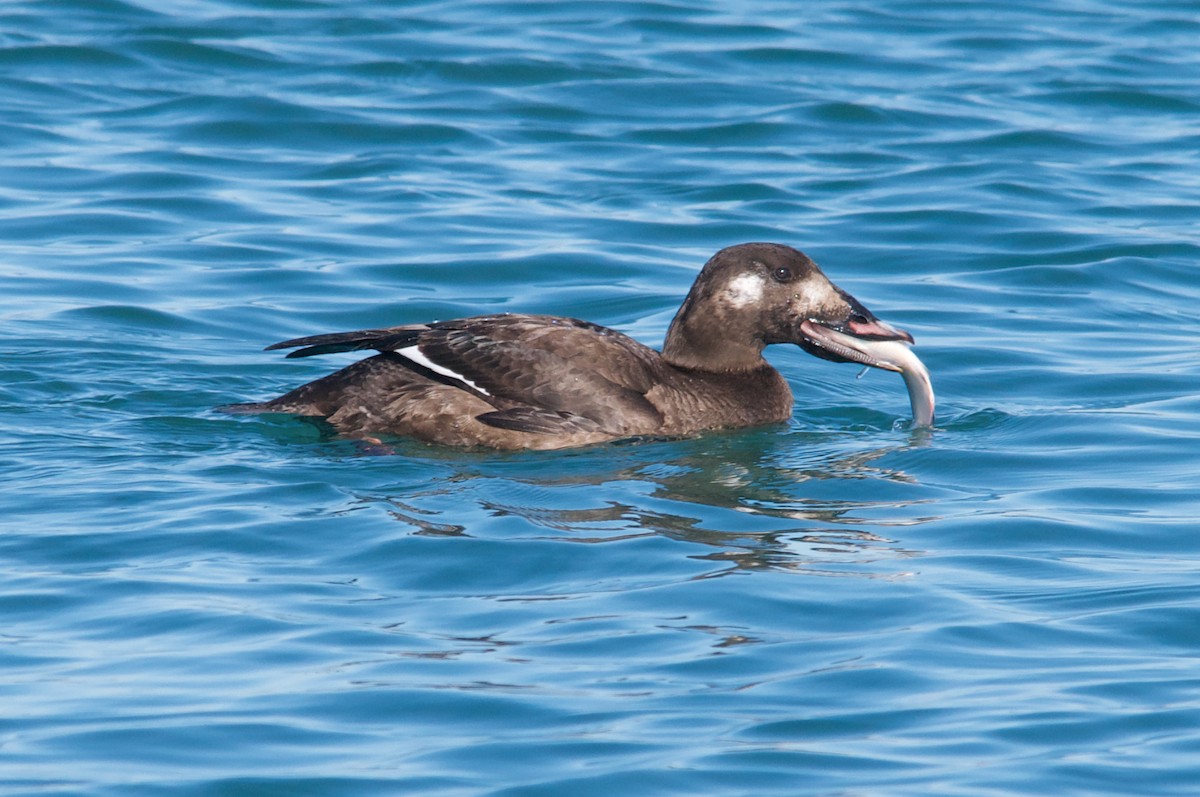 White-winged Scoter - Anthony Coughlin