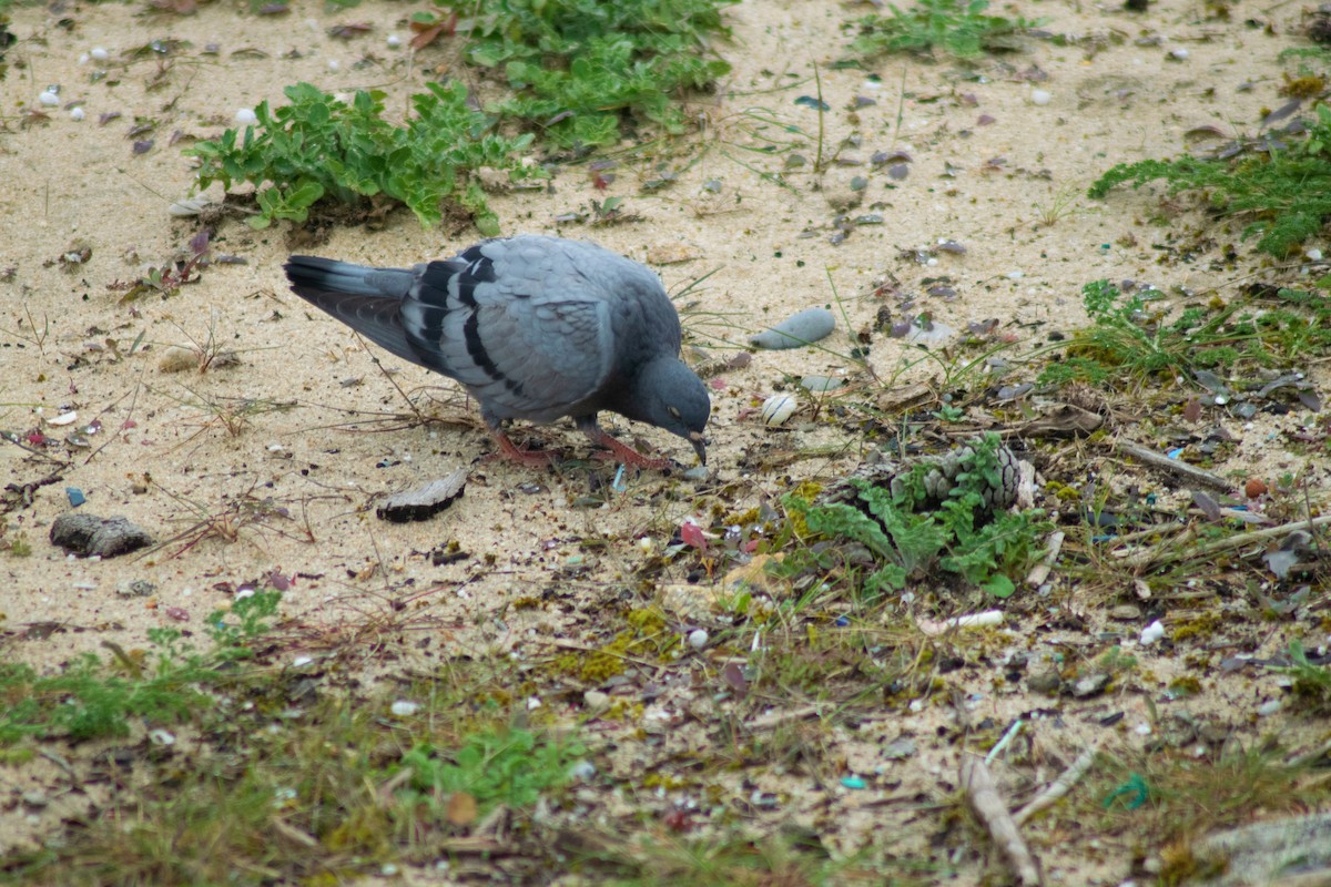 Rock Pigeon (Feral Pigeon) - ML315650211