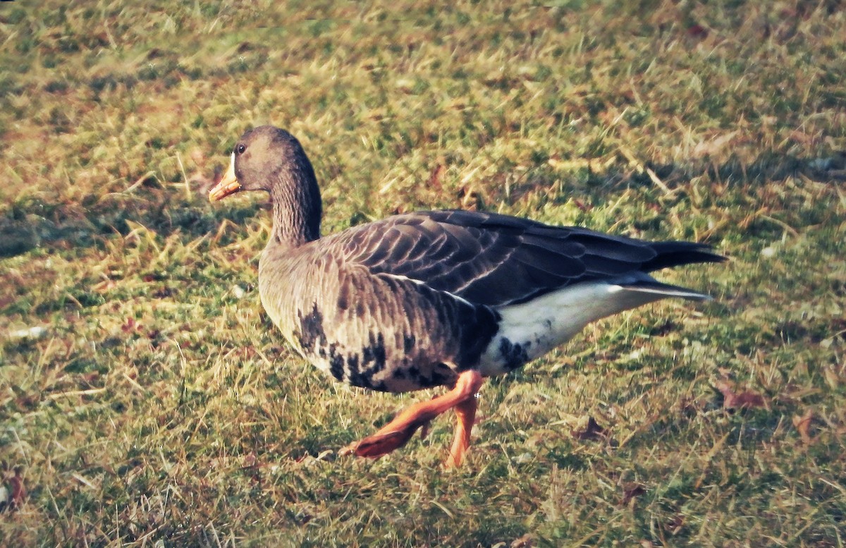 Greater White-fronted Goose - ML315651571