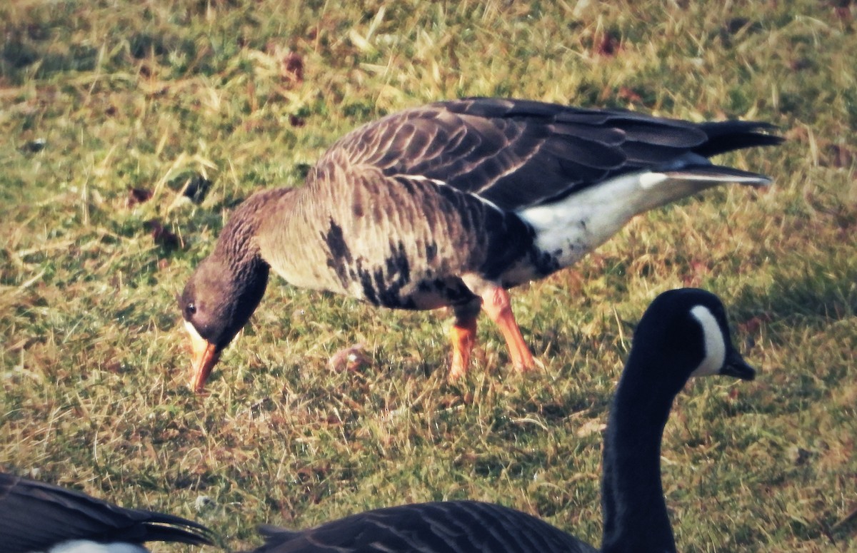 Greater White-fronted Goose - ML315651591