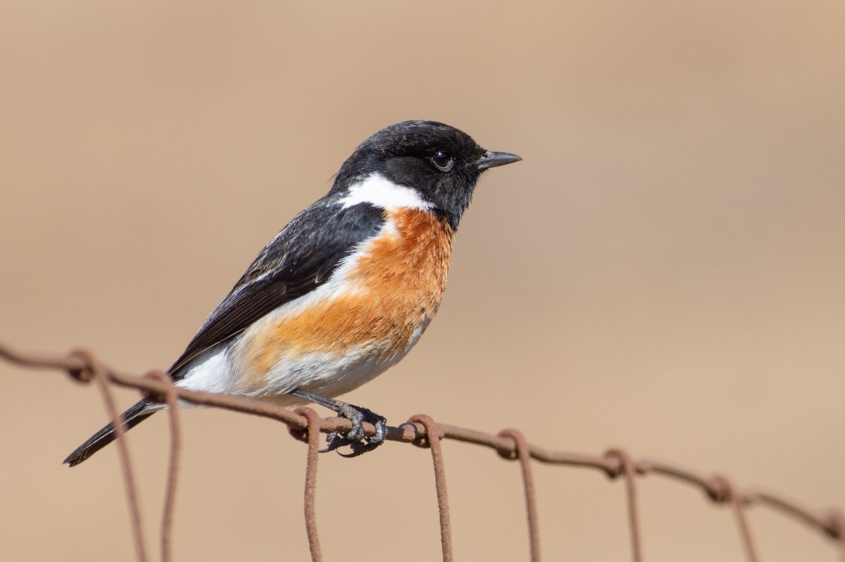 African Stonechat - ML315652801