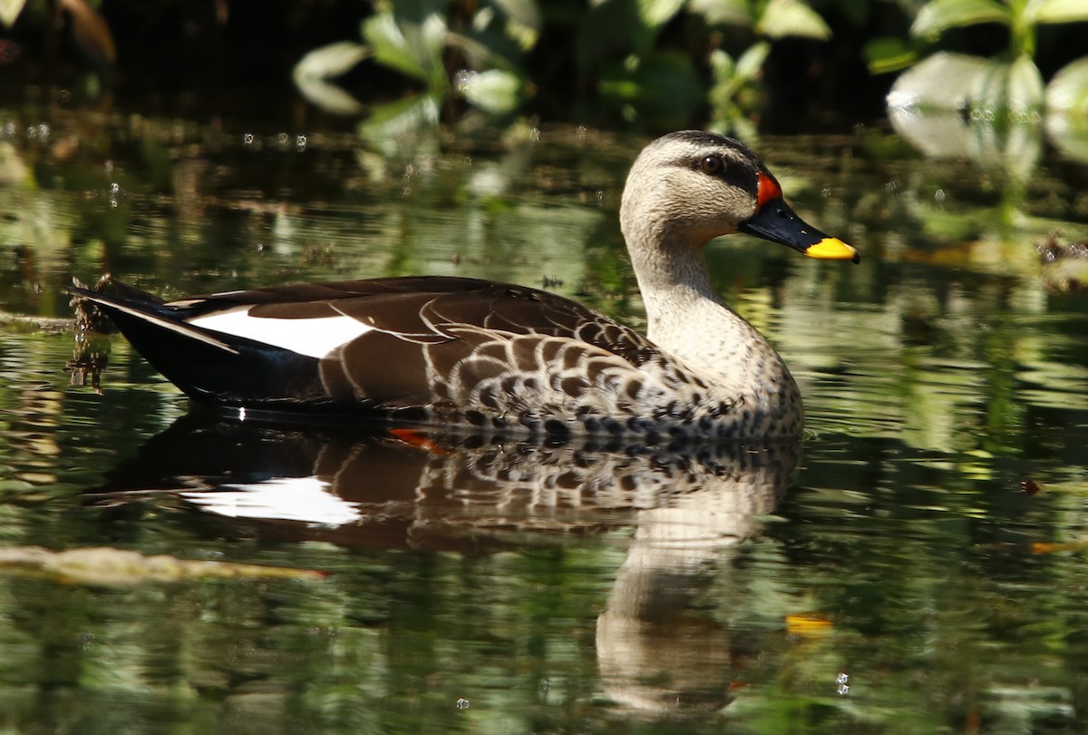 Indian Spot-billed Duck - ML315655221