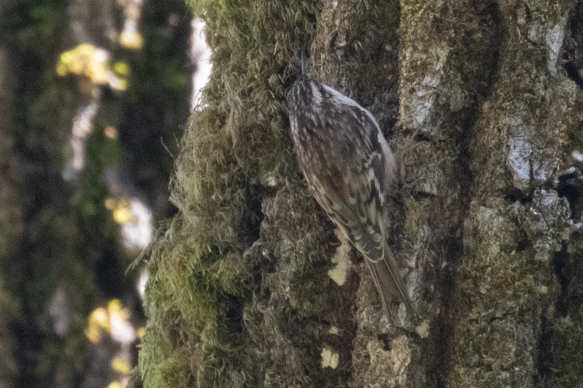 Brown Creeper (occidentalis Group) - ML315658151