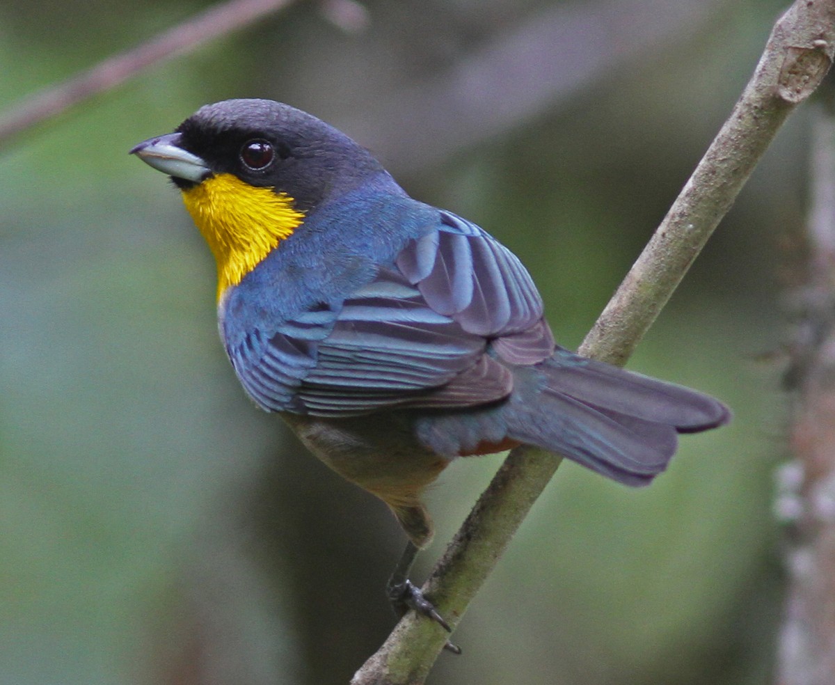 Yellow-throated Tanager - ML31565841