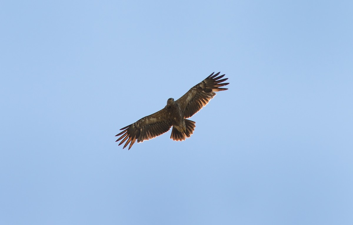 Lesser Spotted Eagle - Pavel Štěpánek