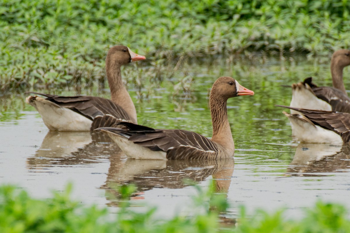Greater White-fronted Goose - ML315667641